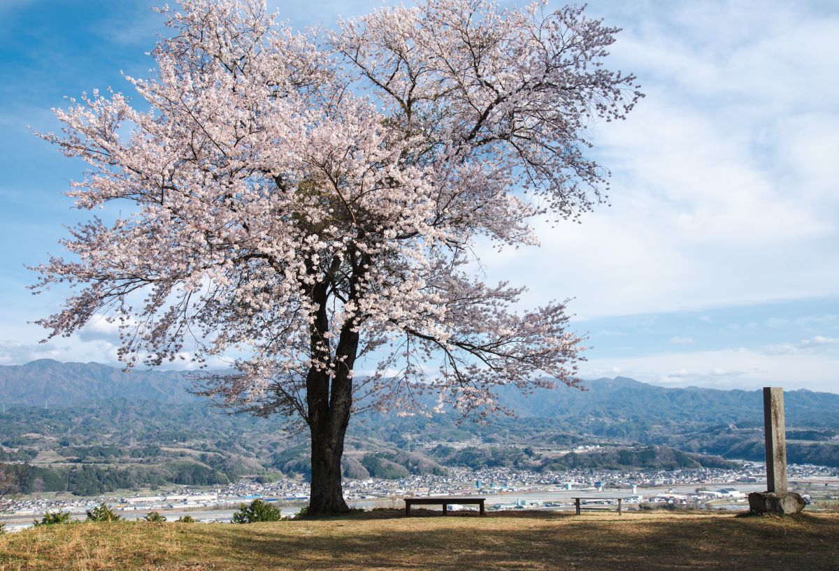 南信州の桜旅　松岡城址